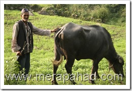Uttarakhandi villager with cattle