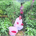 Uttarakhand Farmer shows new ideas